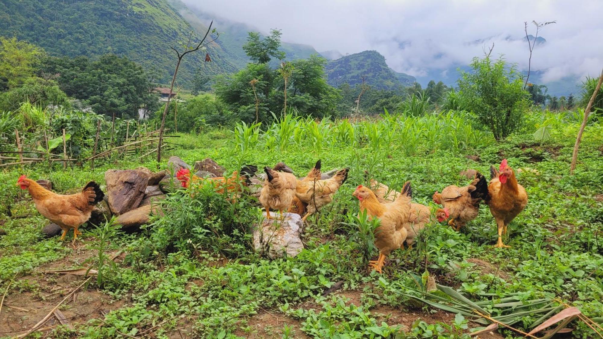 Du Gia View Homestay Làng Cac Pokój zdjęcie